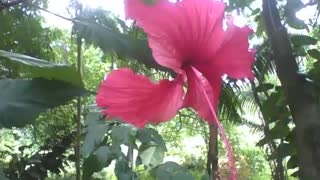 Beautiful red hibiscus flower is found in the middle of the forest in the park [Nature & Animals]