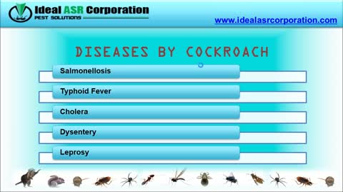 Best Cockroaches Control Service in Indore –Ideal ASR