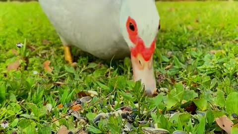 This cute duck wants to eat in secret without his friends finding out!
