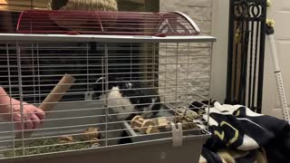 Bunny plays volley with paper towel roll