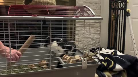 Bunny plays volley with paper towel roll