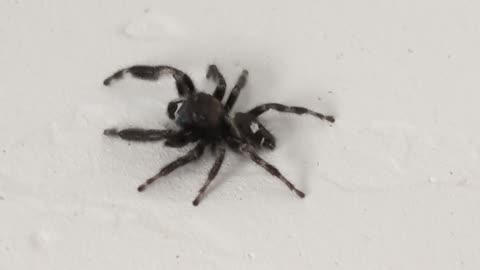 Close up of a Spider Climbing my Wall