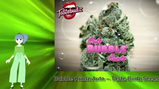 Bubble Runtz Auto – Taste Budz Seeds