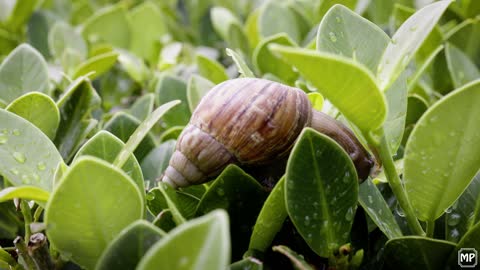 Snails Up Close - 4K Ultra HD