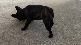 Frenchie spinning around with ball