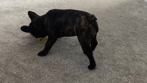 Frenchie spinning around with ball