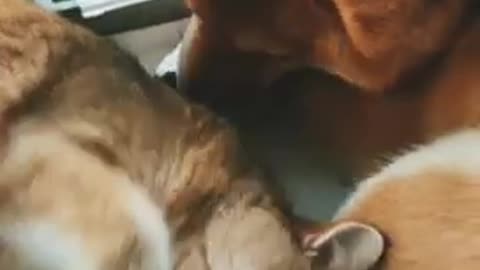 #Funny Dogs Funny Cats _Funny Videos __ Cute Cat and Dog Relationships ❤️❤️