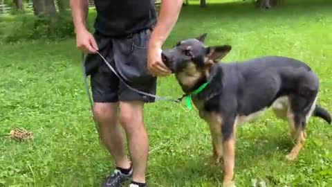 Dog trening