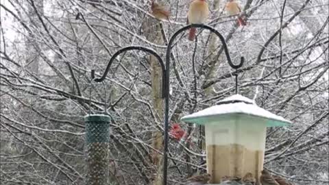 Snowstorm Birds 1