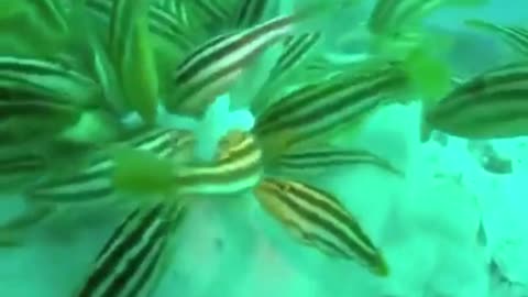 Leatherjackets Attack and Feast on an Octopus 🐟🐙👀😮