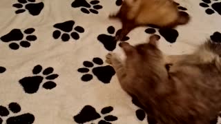 Ferret and cat Cheya will take