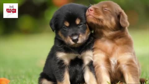 So Adorable Dogs playing.