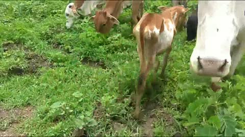 Kids Cow Videos - Kids Cow Video With Mooing Sound Without Music - Kids Cow Videos