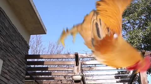 A rooster that can play ball