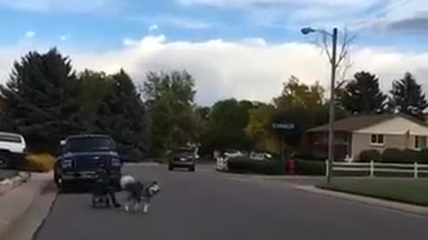 Dog wagon middle of street tip over