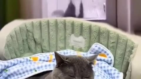 Funny cat 🤣