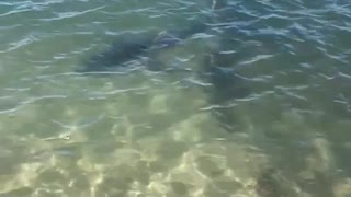 Can't Swim with a Bull Shark