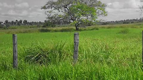 Indo para o sítio no interior..