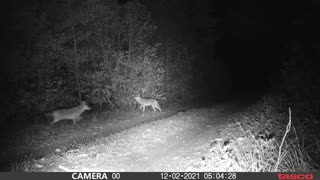 Two Coyotes at my front gate
