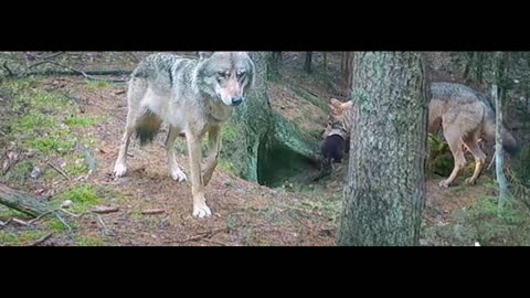 Wolves on the ice