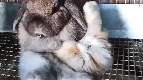 Cute hungry baby bunnies.