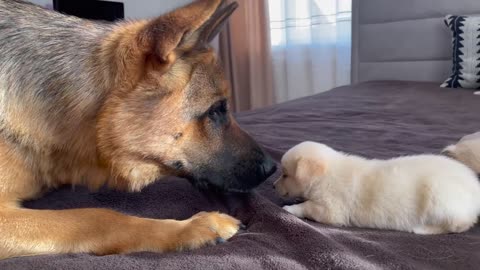 German Shepherd Meets Puppies for the First Time! We hope you enjoy this video, subscribe to Rocky! #GermanShepherd #GermanShepherdPuppy #GermanShepherdRocky #Rocky #Dog #Puppy #Puppies