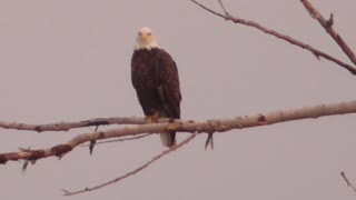257 Toussaint Wildlife - Oak Harbor Ohio - Eagle Decides It Likes The Spot Light