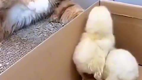 Cat Beats Chicks