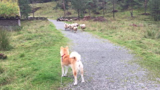 Akita Meets Herd of Sheep
