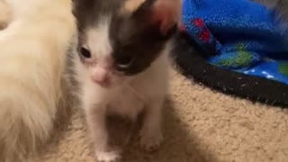 Itty bitty kitty