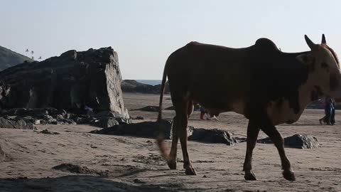 Cow resting on the beach