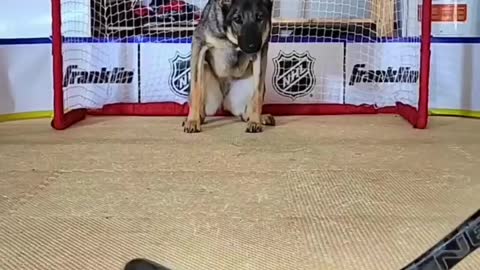 Interesting goalie... You wouldn't even know he was catching the puck with his fangs☺️