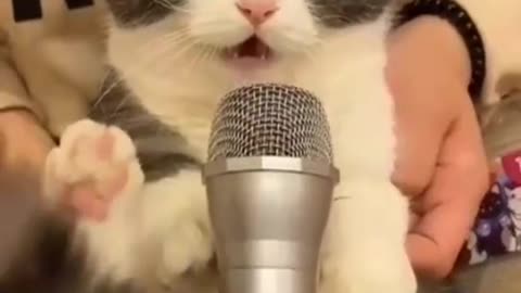 Baby cute cat singing vedio funny funny