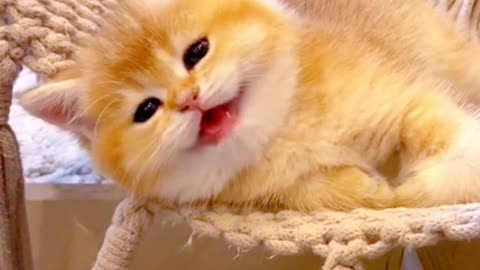 Cute Kitty Cat Laughing 😹