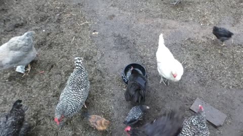 Chickens eating Beans and Franks.
