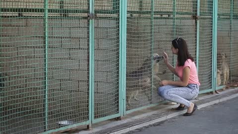 Girl volunteer in the nursery for dogs. Shelter for stray dogs