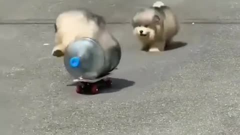 Cute puppies