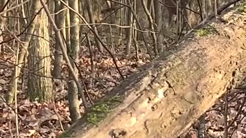 Watch deer among trees