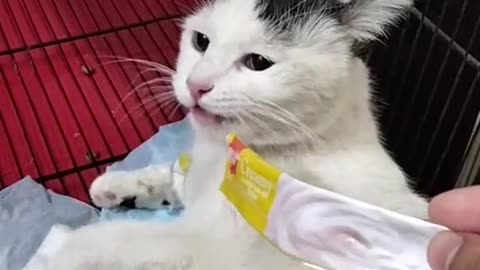 cutest cat reaction