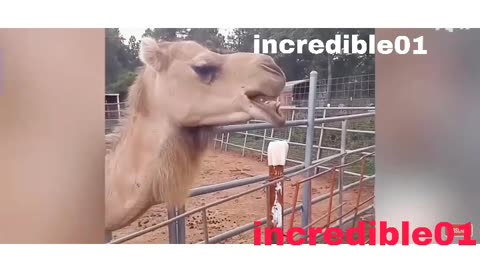 Funny animal videos