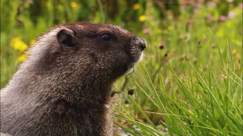 animales de naturales