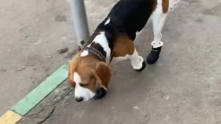 Dog Looks Silly Walking in Shoes