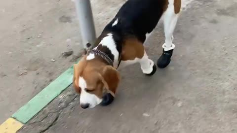 Dog Looks Silly Walking in Shoes