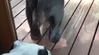 Dog Meets Bear at Glass Door