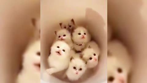 Cute kittens will always calm your mood
