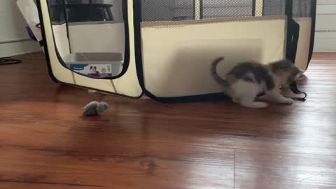 5 Month Old Kitten plays with toy Mouse