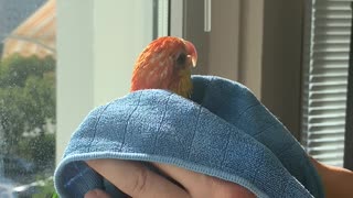 Birdie Dries off After Shower