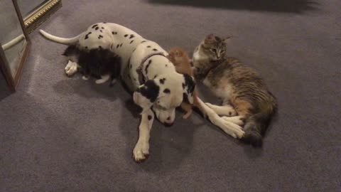 Dalmatian pup and mother cat share special bond