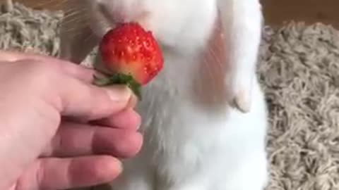 Nom nom nom ❤️🐰🍓💕 📸