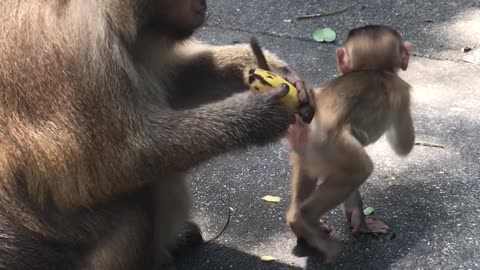 monkey picks a banana